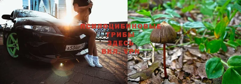 Псилоцибиновые грибы Psilocybe  omg рабочий сайт  Аткарск 